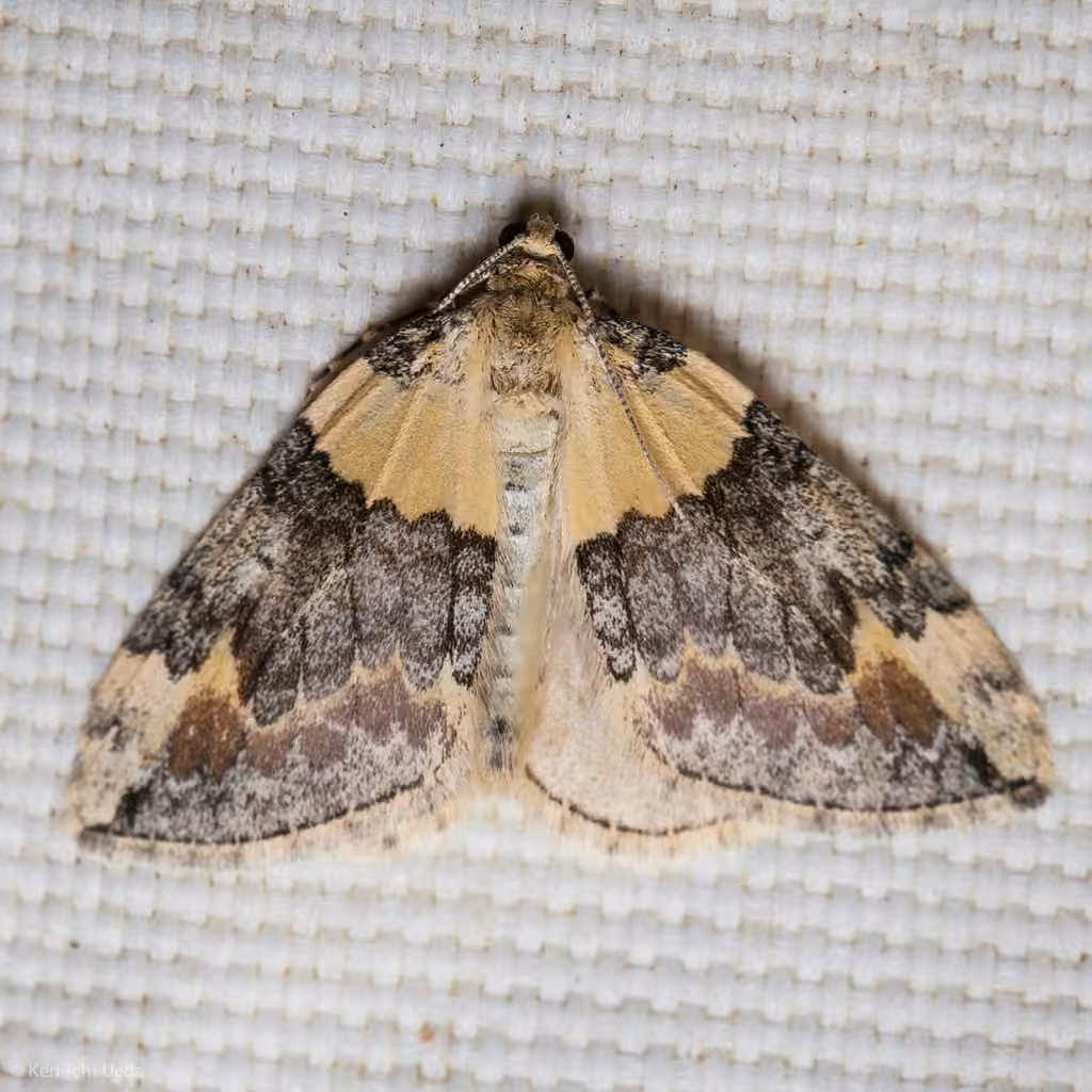 Dysstroma brunneata, Adult