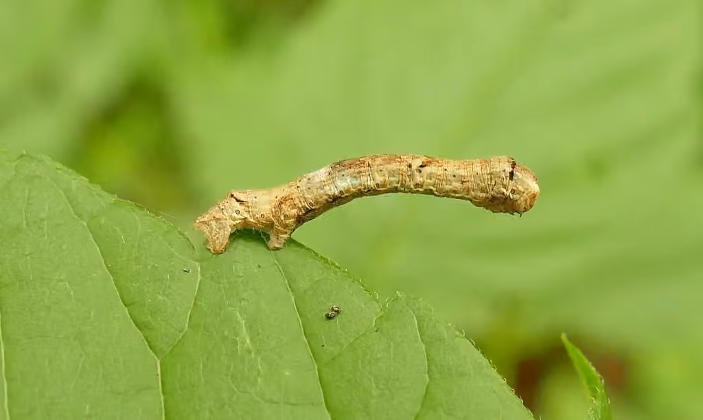 Arpenteuse bossue de la pruche, Chenille