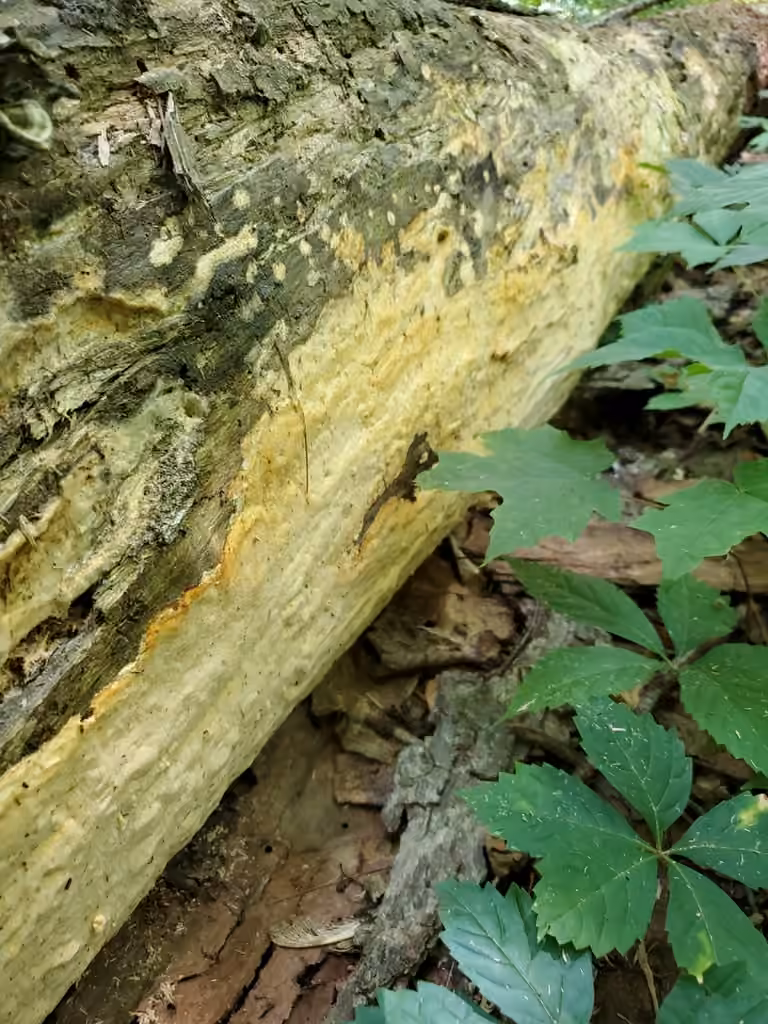 Yuchengia narymica, photo 2 of 5