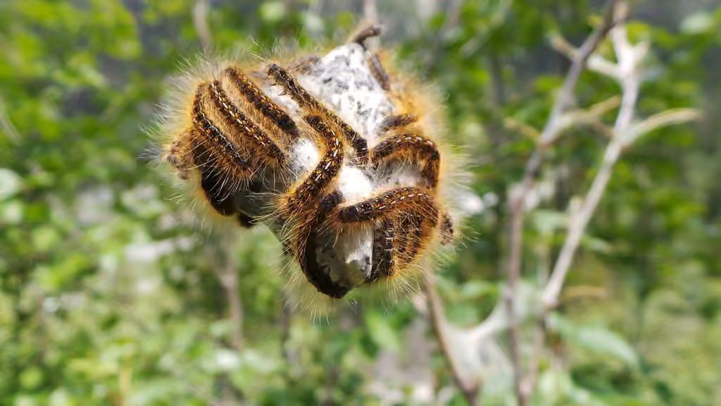 Western Tent Caterpillar Moth, Chenille