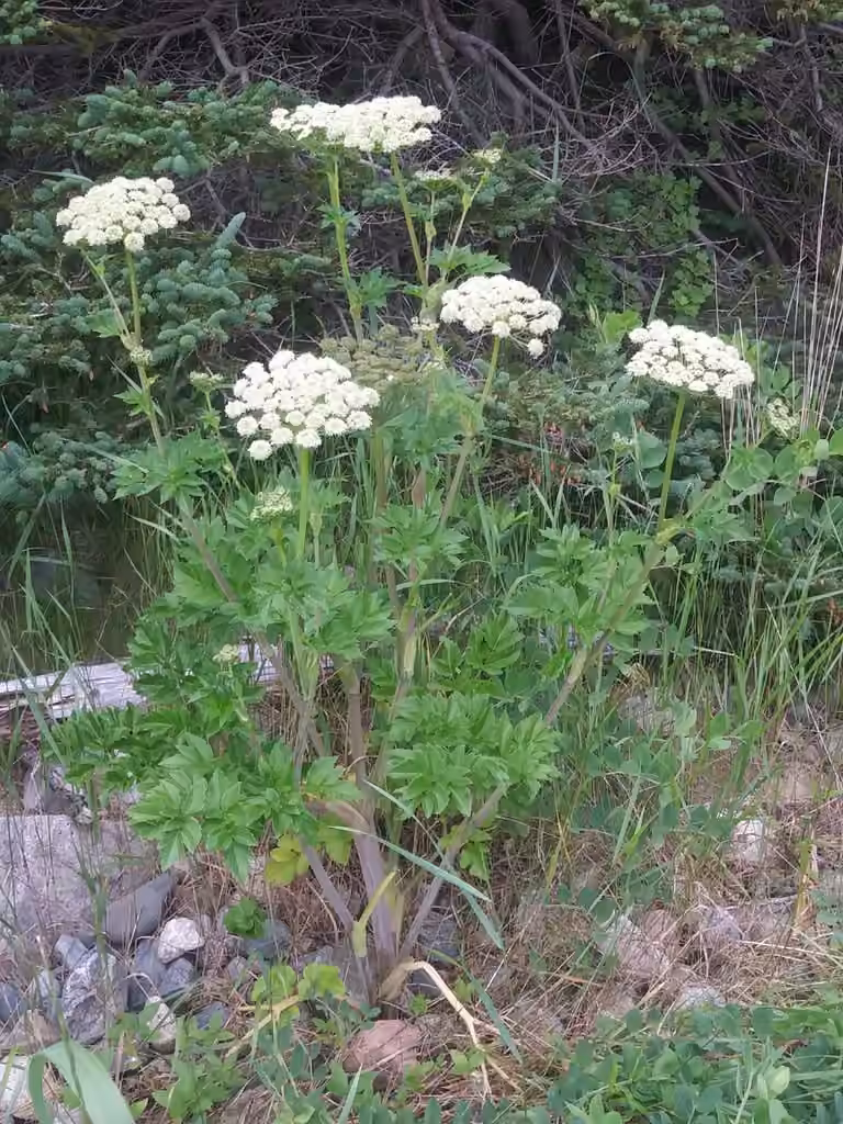 Seacoast angelica, In flower