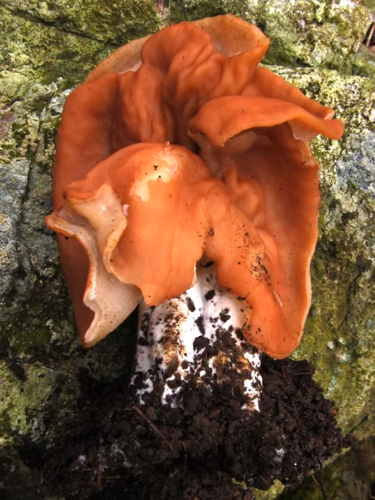 Gyromitre brun, photo 1 sur 5