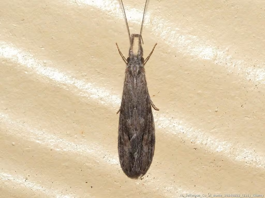 Leptocère cendré, photo 3 sur 5