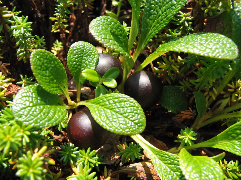 Alpine bearberry