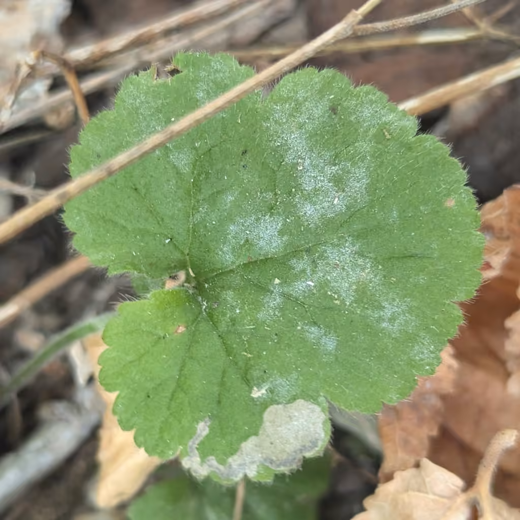Podosphaera septentrionalis, photo 2 sur 5