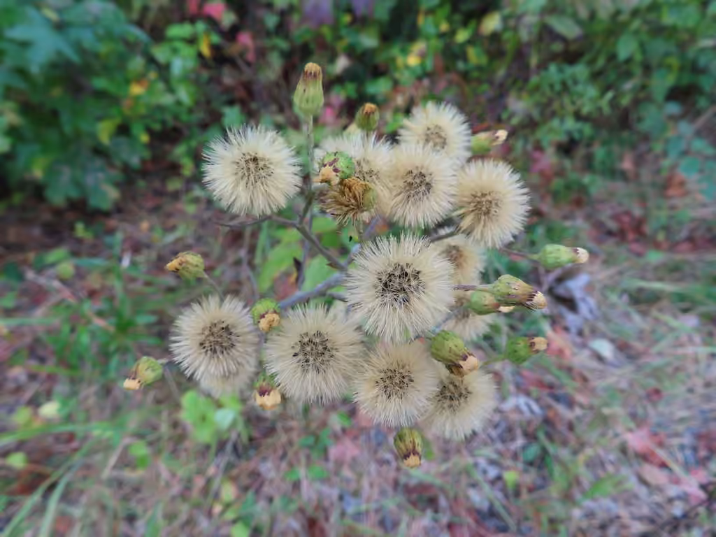 Rough hawkweed, In flower