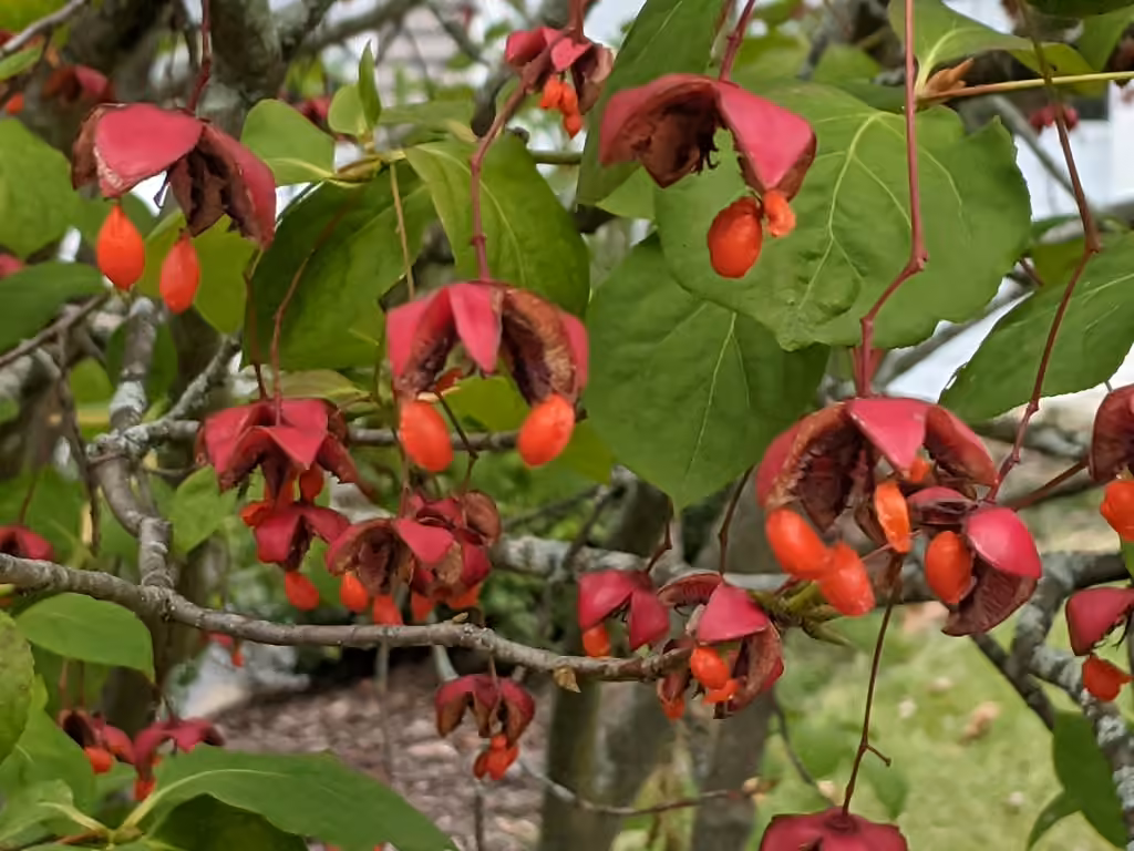 Fusain a larges feuilles, En fruits
