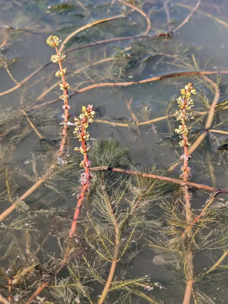 Myriophylle à épis, En fruits