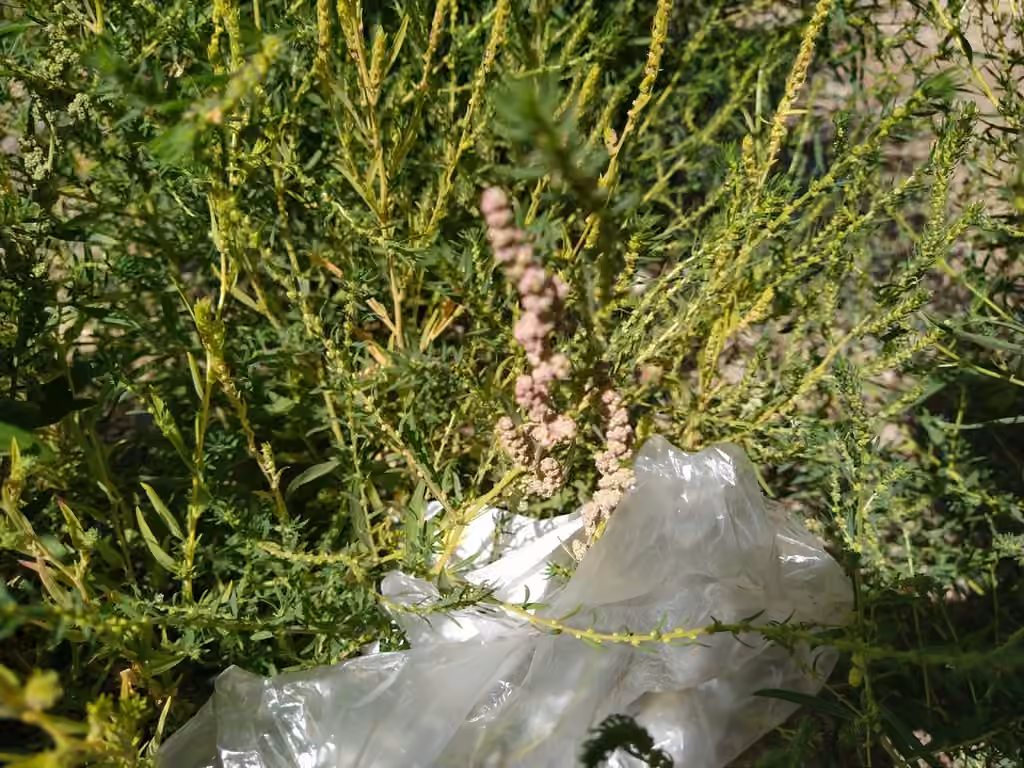 Kochia, Flower buds