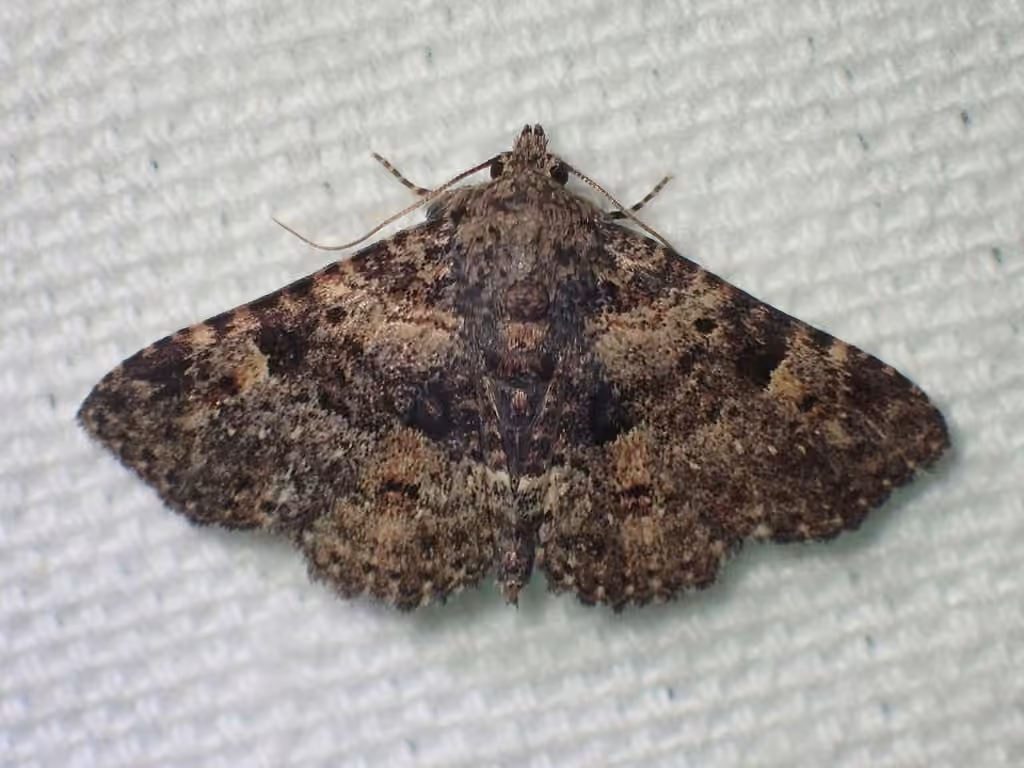 Common Fungus Moth, photo 1 sur 5