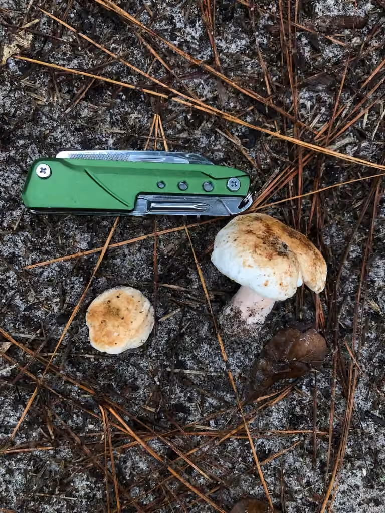 Gyroporus subalbellus, photo 2 sur 5