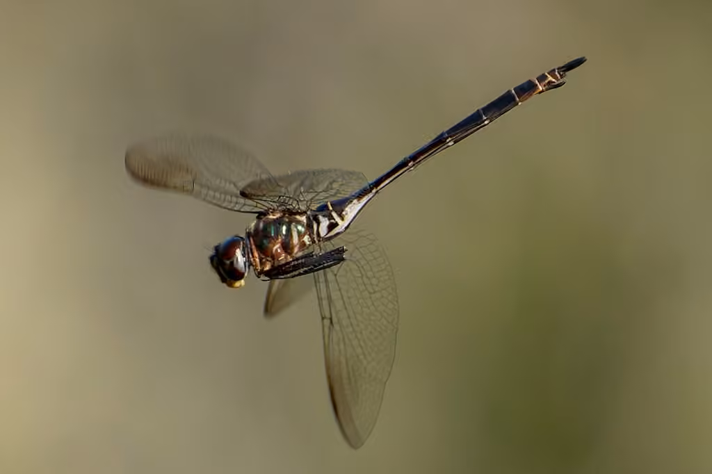 Fine-lined Emerald, Female