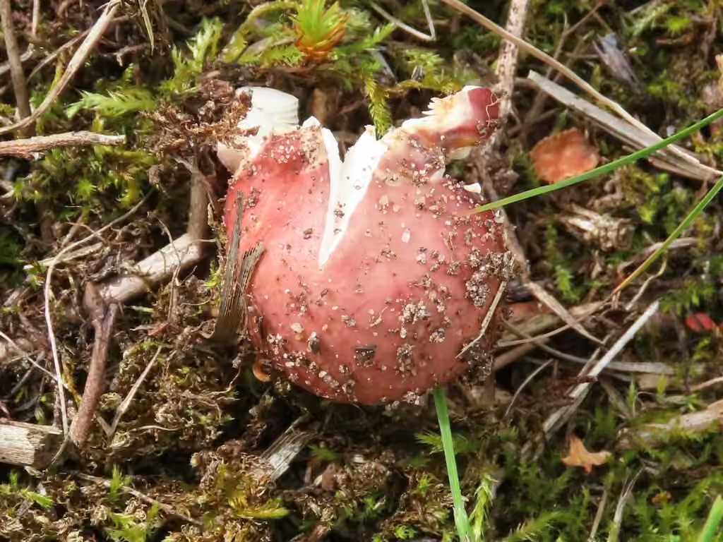 Russule émétique des bouleaux, photo 3 sur 5