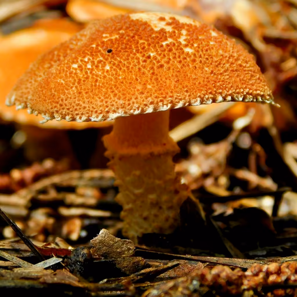 Cinnabar Powdercap, photo 3 of 5