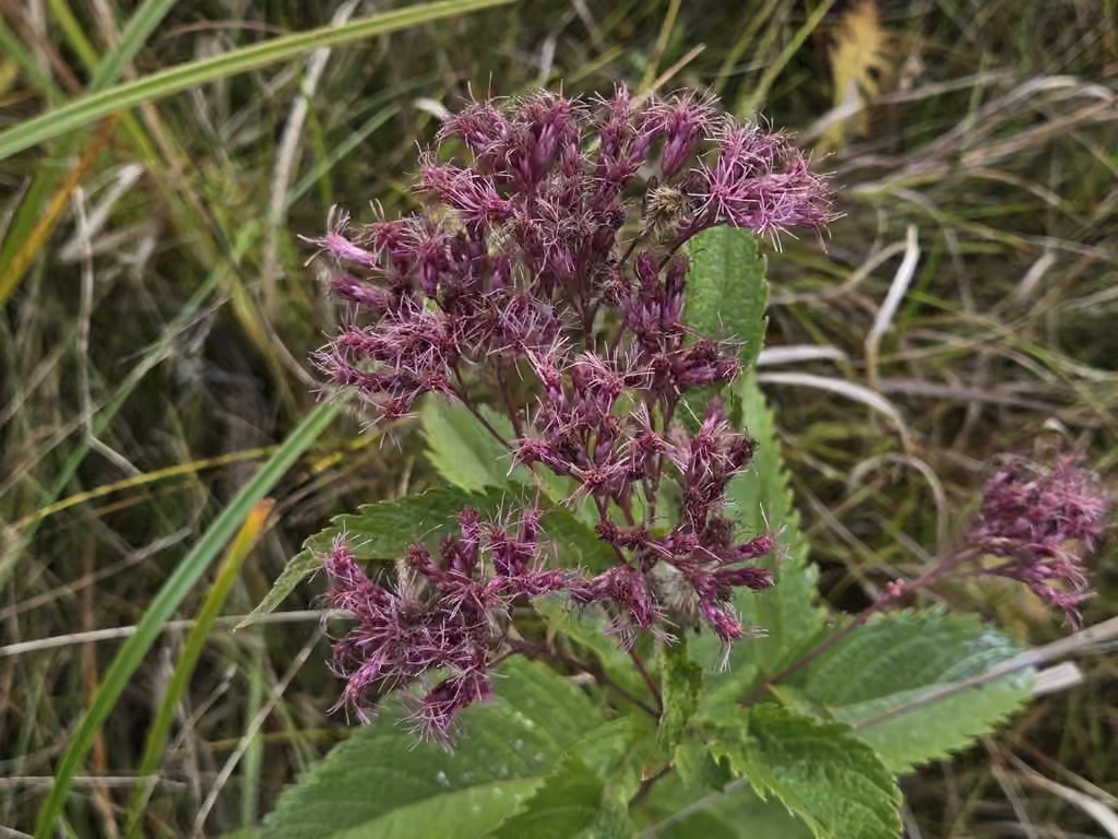Eupatoire maculée, En fleurs