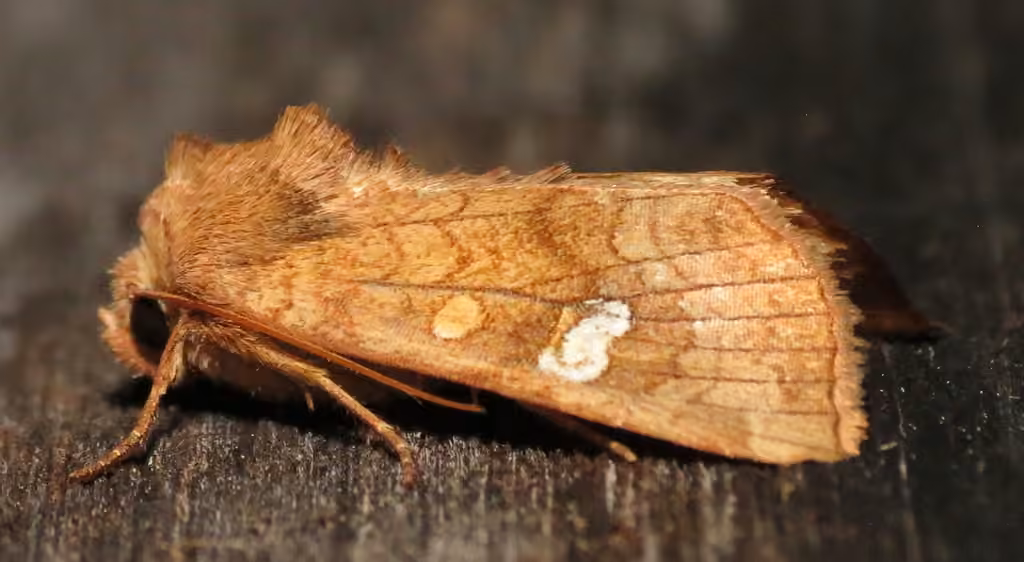 American Ear Moth, photo 1 sur 5