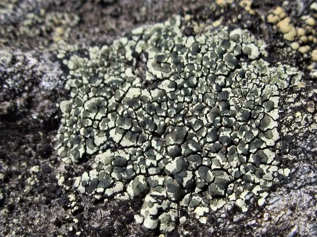 Intricate rim lichen, photo 1 of 5
