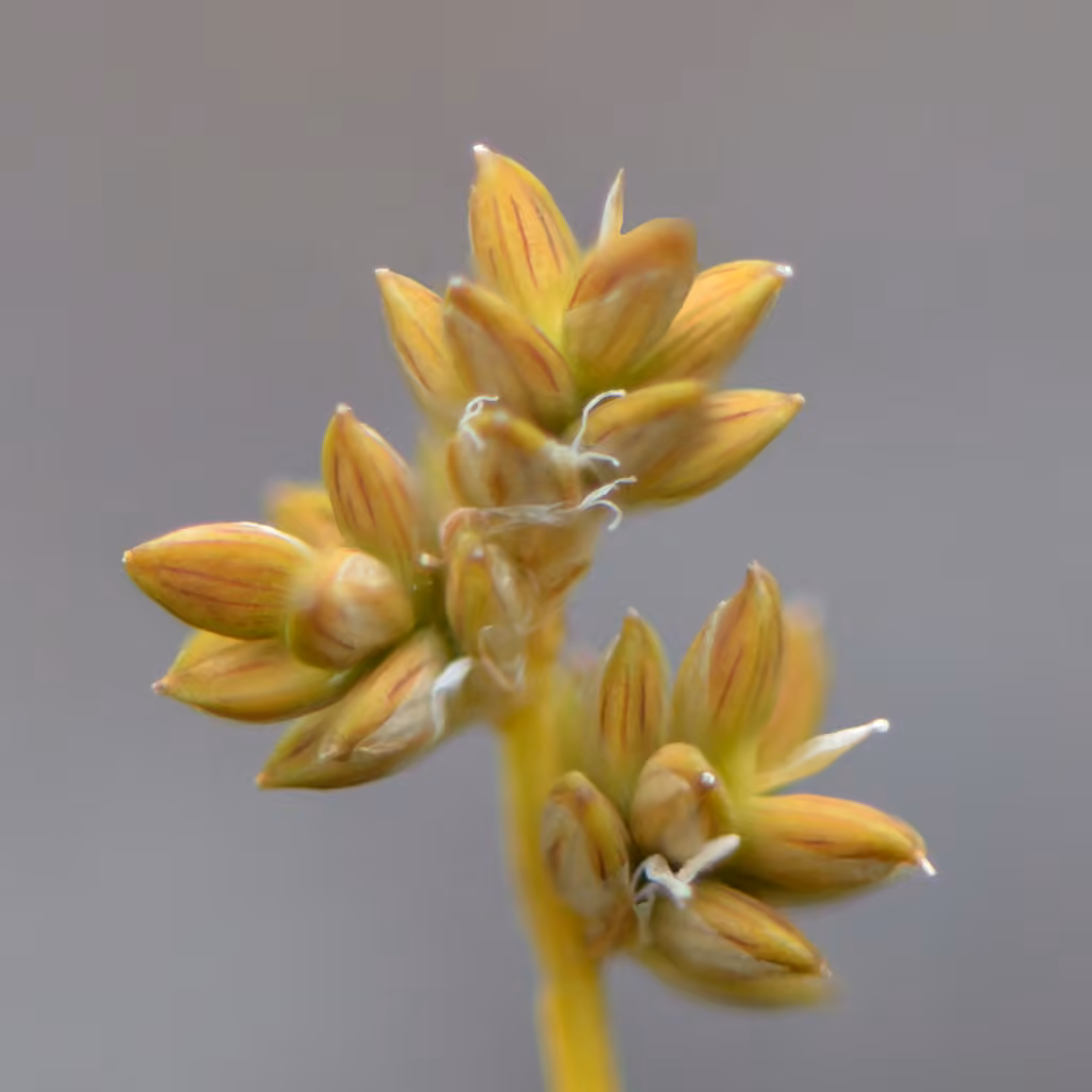 Sparseflower sedge, photo 3 of 5