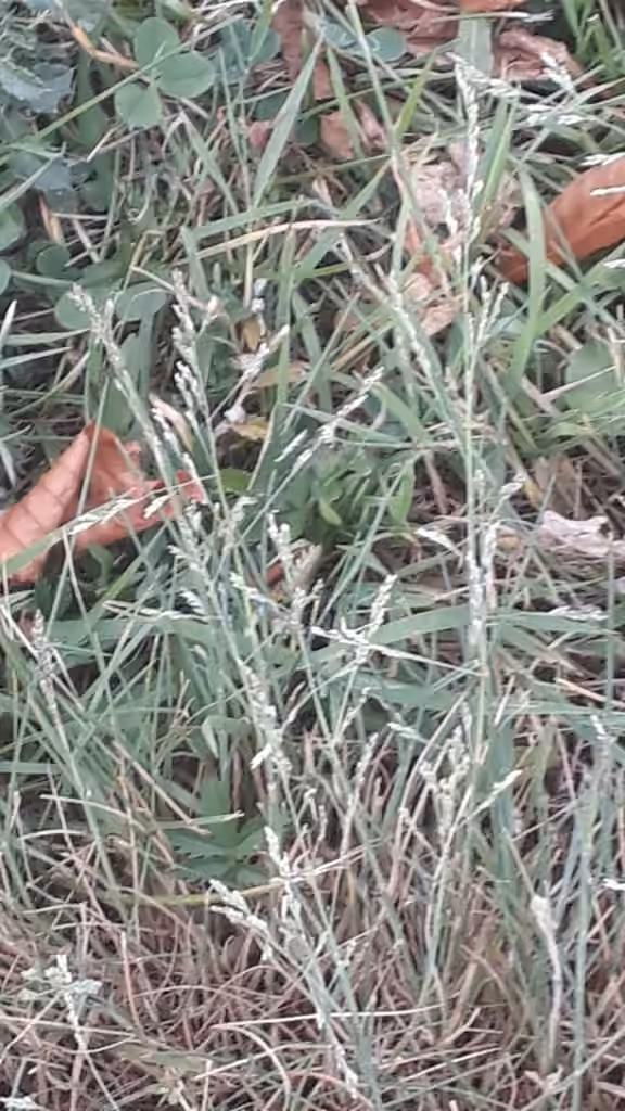 Weeping alkaligrass, In fruit