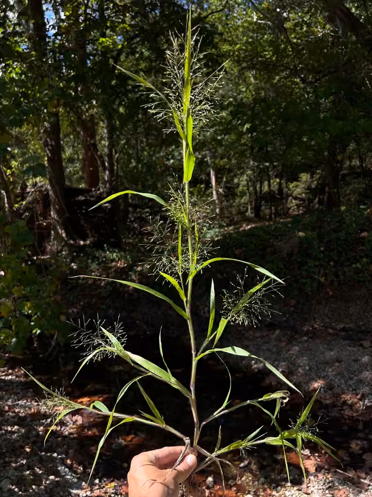 Gattinger's panicgrass, photo 1 of 5