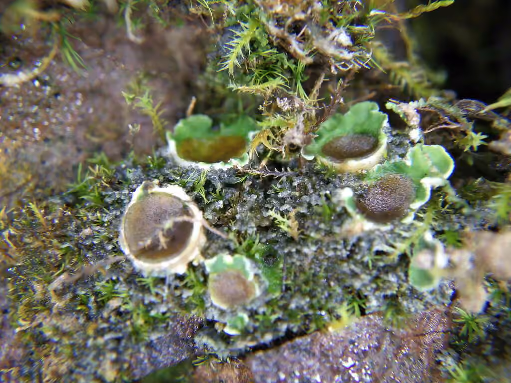 Chocolate chip lichen, photo 3 of 5