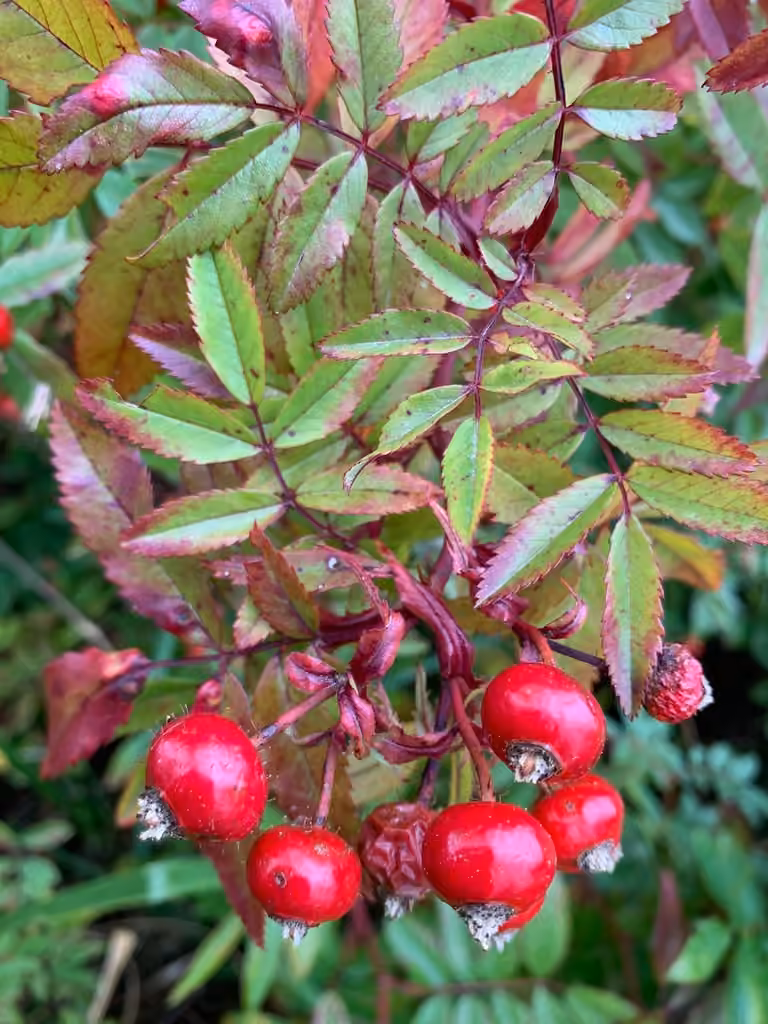 Rosier de Virginie, En fruits