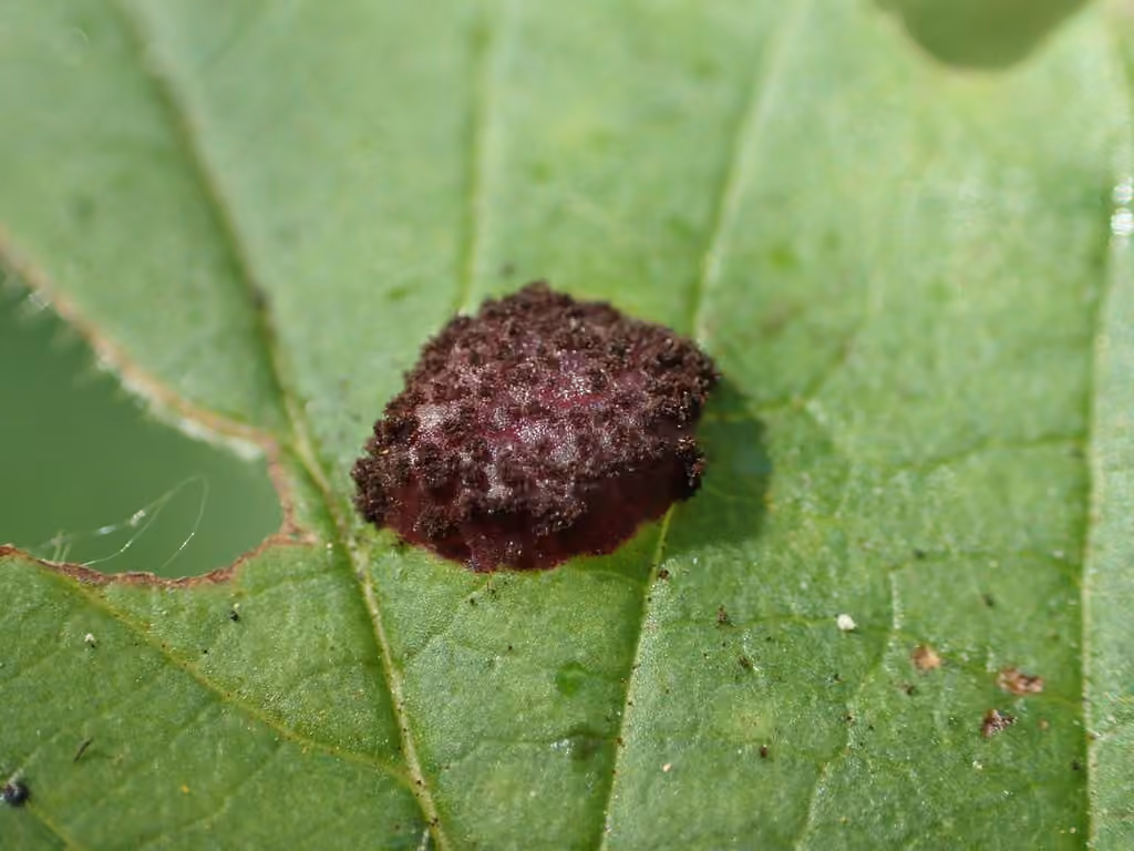Puccinia linkii