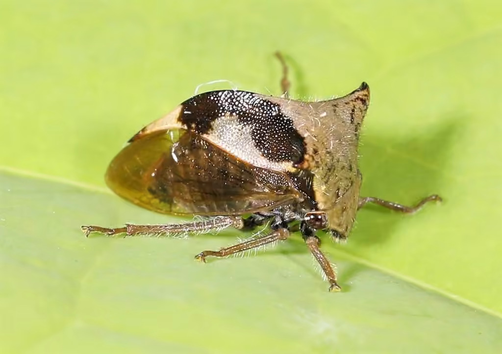 Cérèse buffle bigarrée