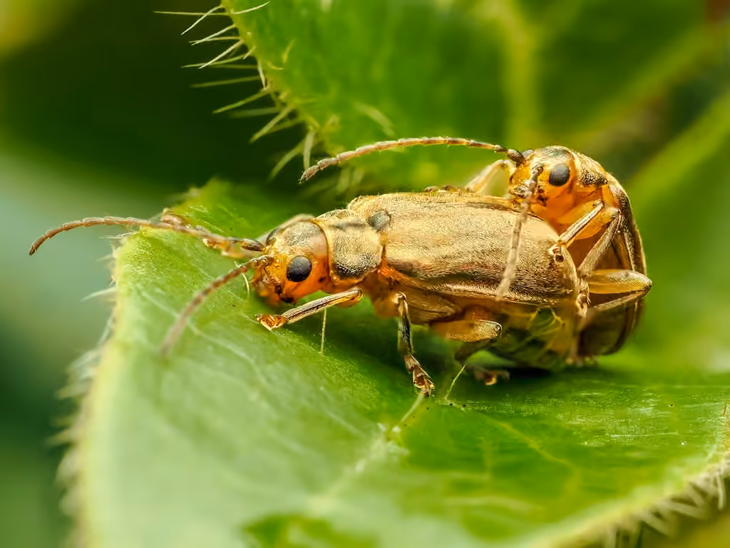 Viburnum Leaf Beetle, photo 1 of 5