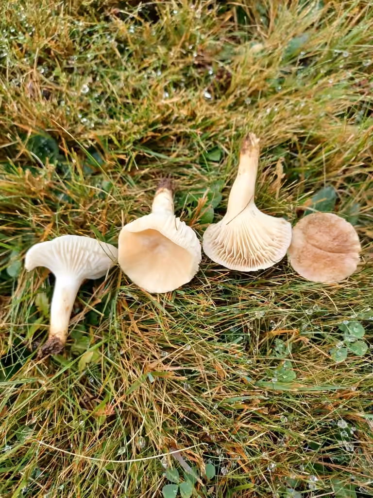 Hygrophore à lames étroites, photo 3 sur 5