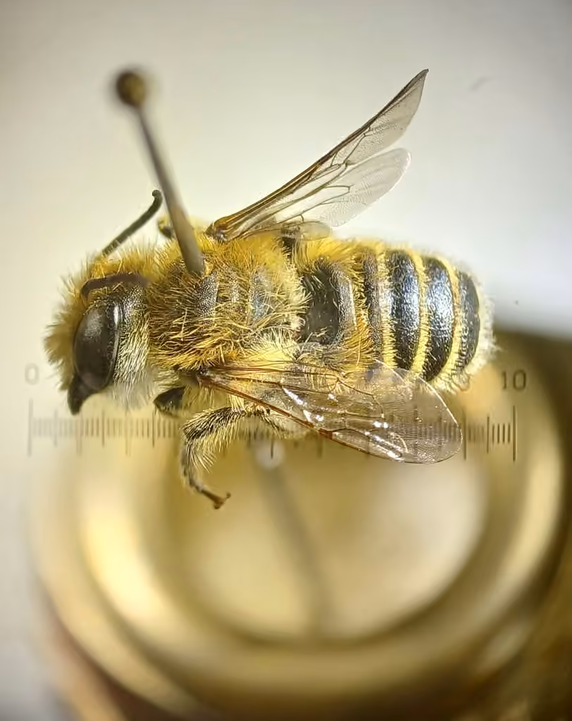 Common Little Leaf-cutter Bee, Male