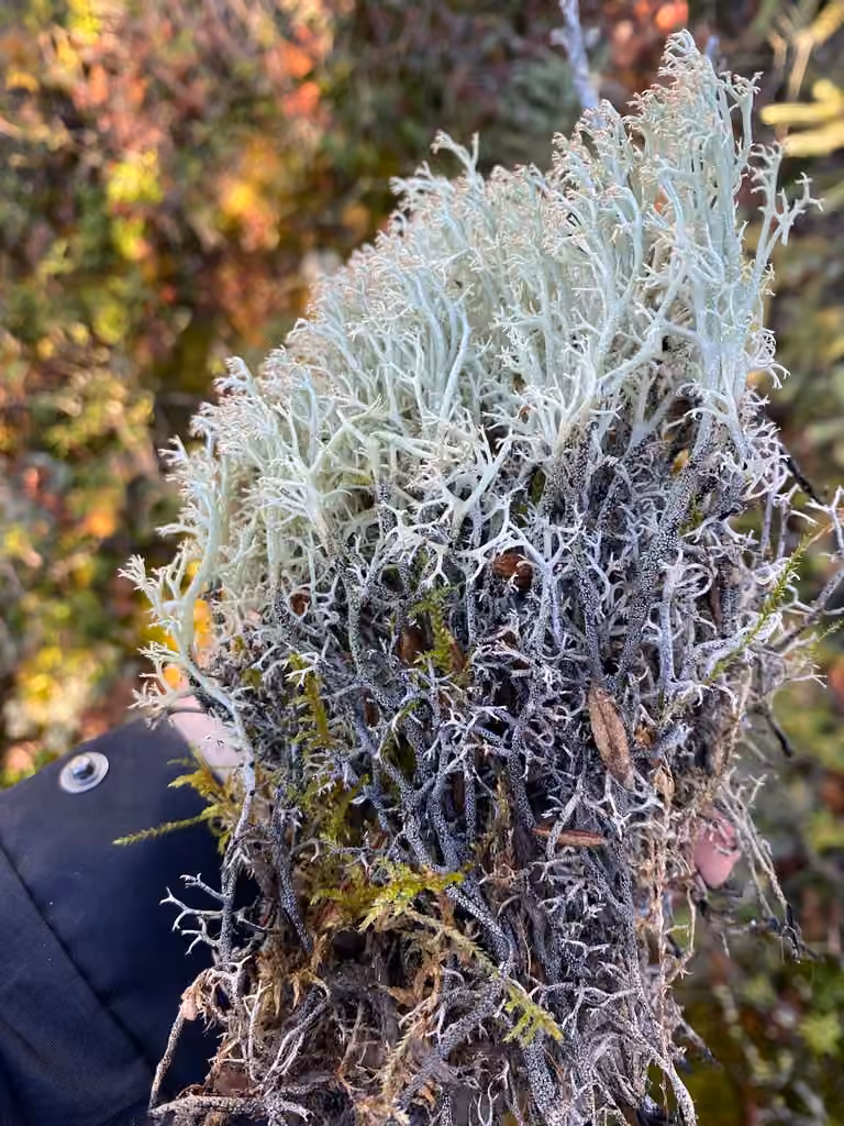 Black-footed Reindeer Lichen, photo 2 of 5