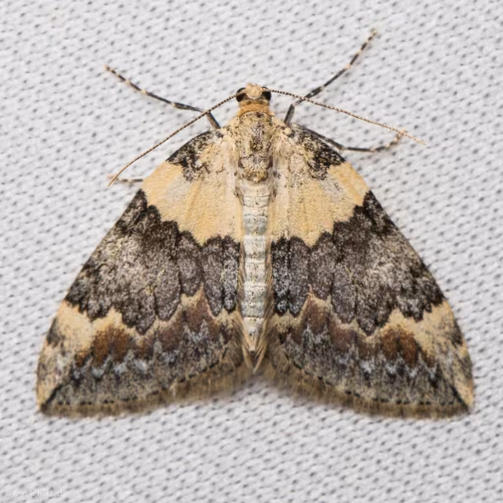 Dysstroma brunneata, Adult
