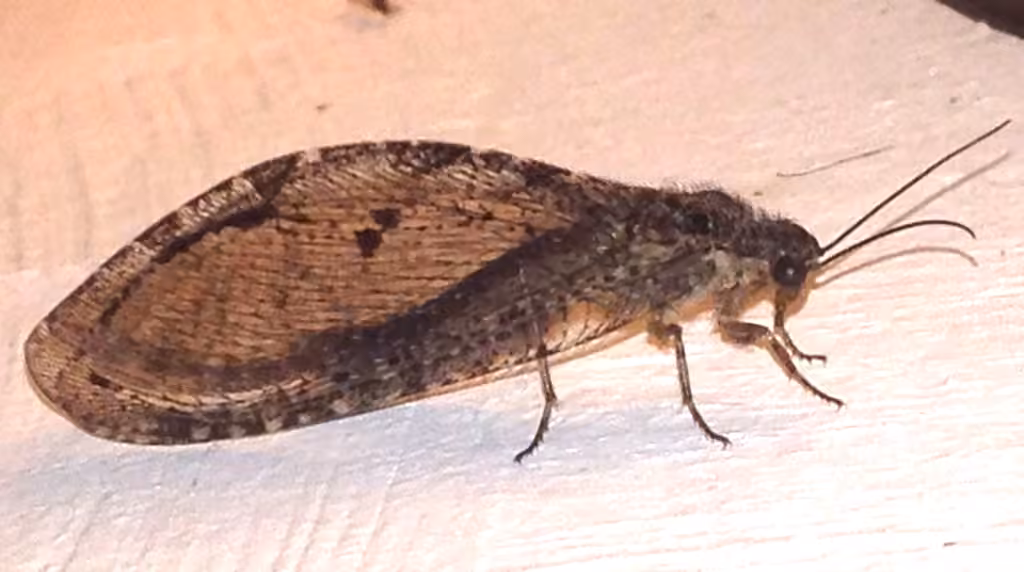 Speckled giant lacewing, photo 2 of 5