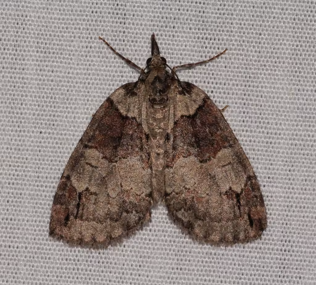 Ruddy Highflyer Moth, Adult