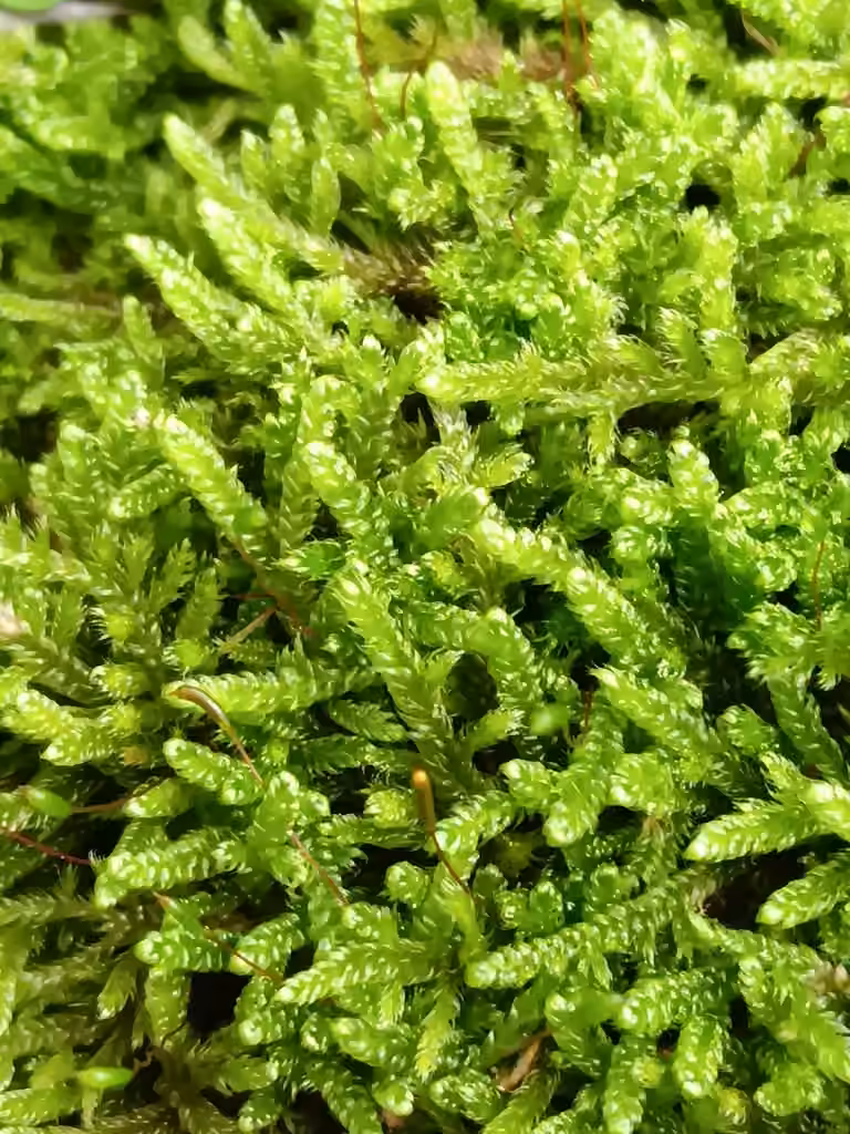 Hypne cyprès