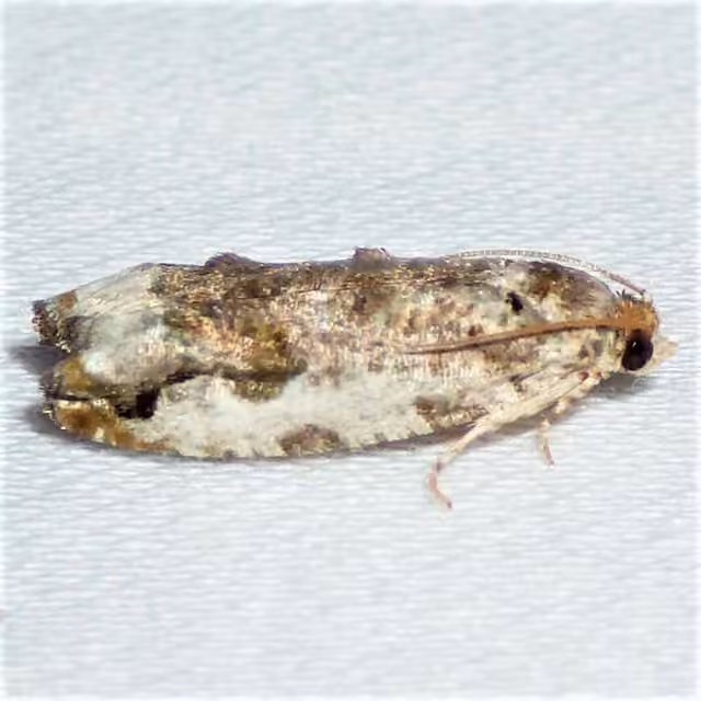 Proteoteras naraca, Adulte