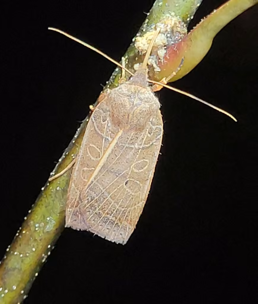Silky Sallow, photo 3 sur 5