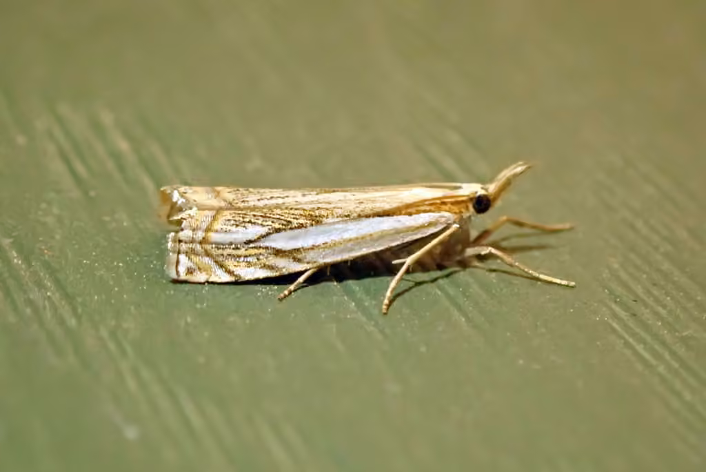 Pasture Grass-veneer