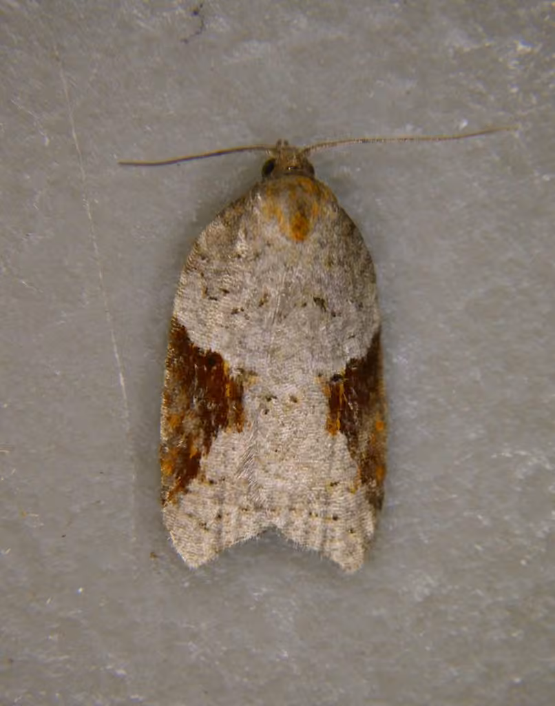 MacDunnough's Acleris, Femelle adulte