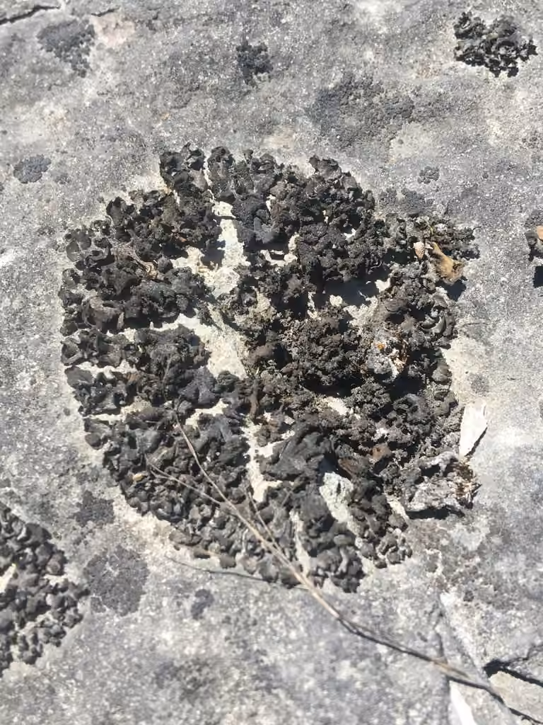 Jelly Flakes Lichen, photo 2 of 5