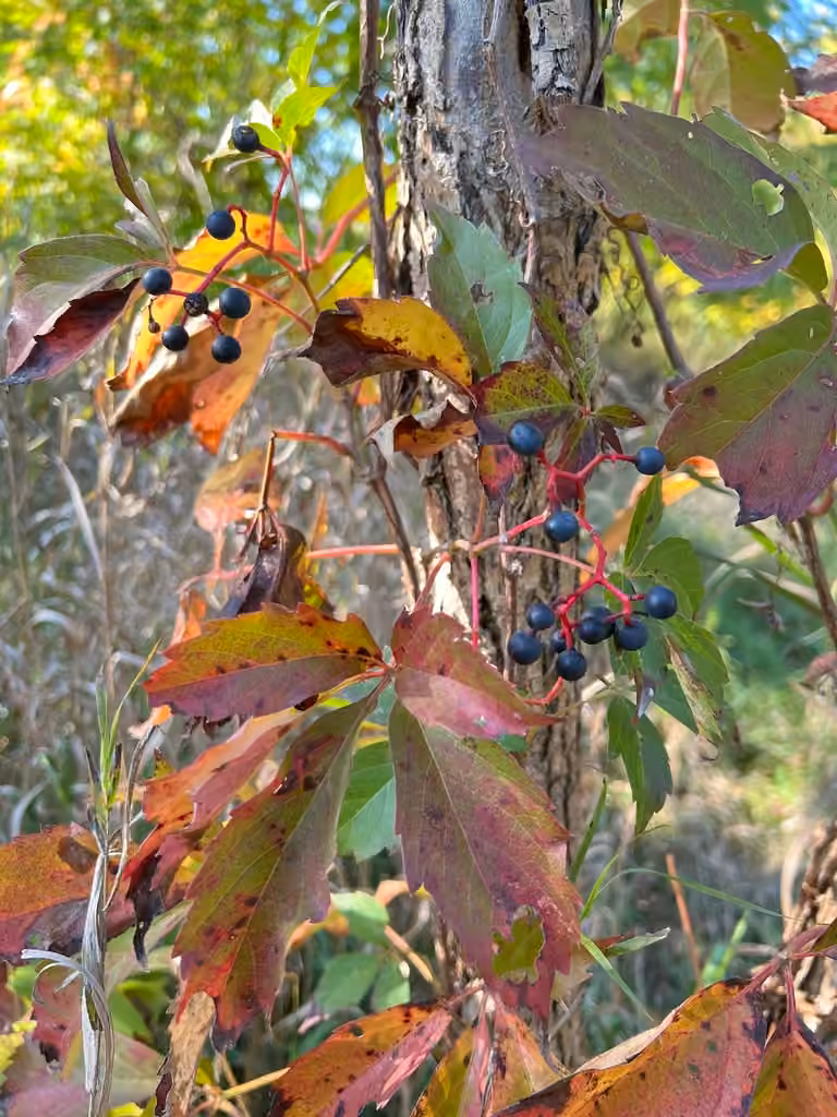 Virginia creeper, In fruit
