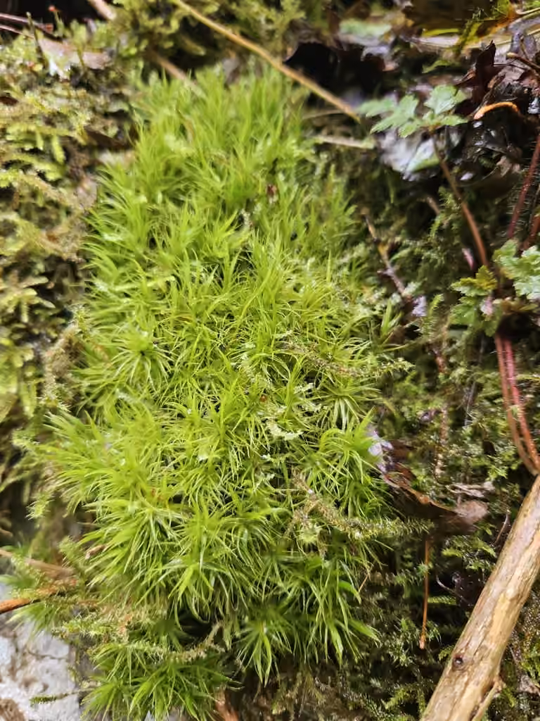 Bonjean's dicranum moss, photo 3 of 5