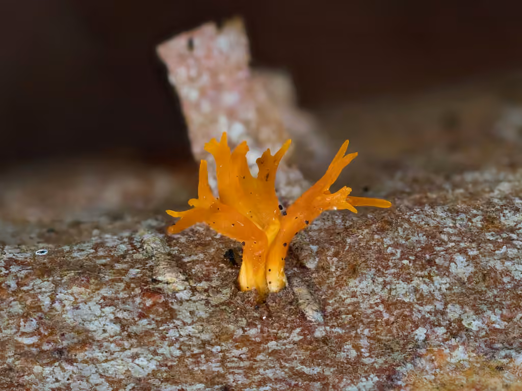 Calocère cornue, photo 2 sur 5