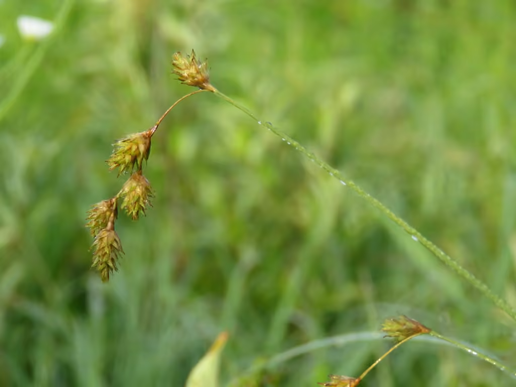 Carex tendre, photo 1 sur 5