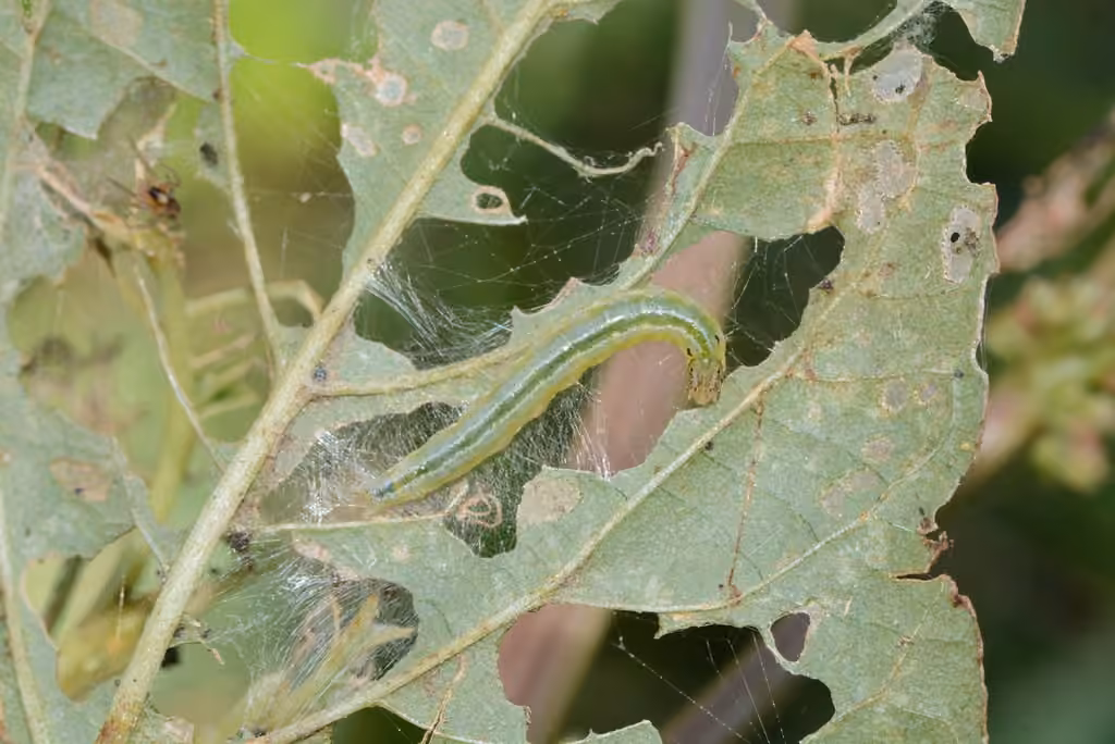 Pyrale de la Betterave, Chenille