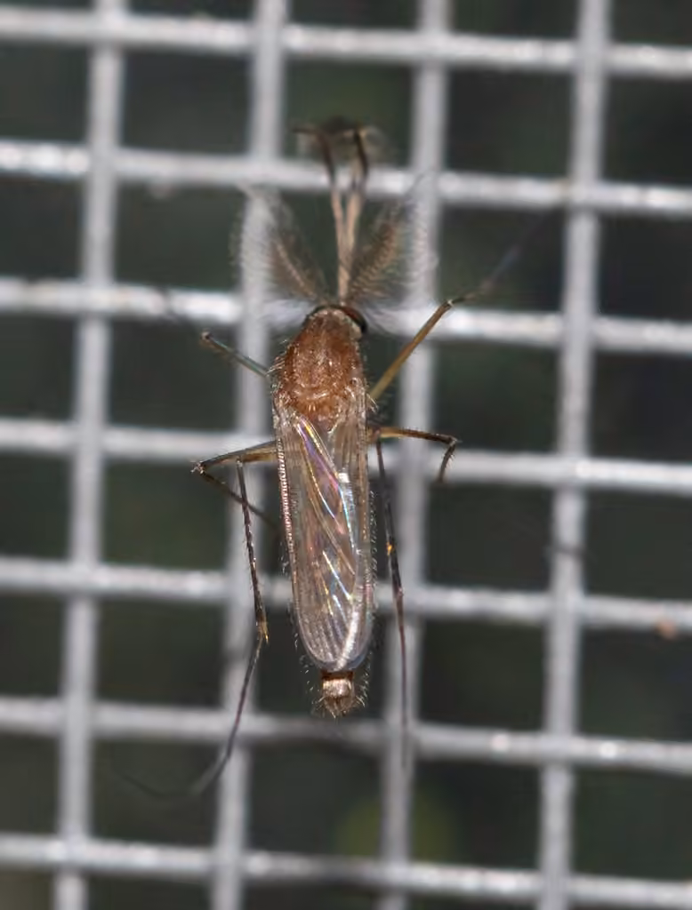 Moustique à points blancs, Mâle