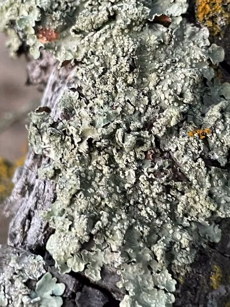 Speckled Greenshield, photo 2 of 5