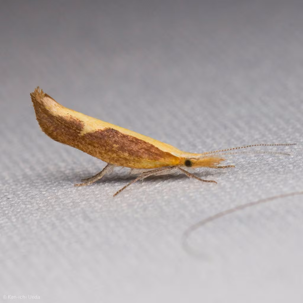 Canary Ypsolopha Moth, Adulte
