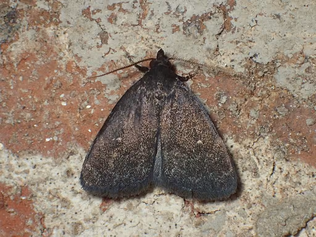 Rotund Idia Moth, photo 1 sur 5